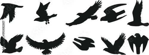 Flying birds silhouette collection, eagle hawk bird set, wildlife flight poses, black bird silhouettes vector