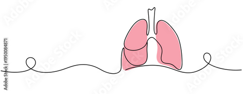 Human lungs depicted in continuous line illustration on white. no editable strokes