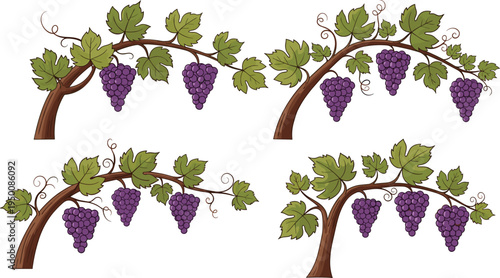 Vector illustration set of grapevines featuring purple grape clusters, green leaves, fruit plants, vineyard designs, and agricultural icons. 