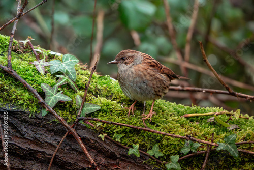 Fotografía Dunnock perched on moss-covered woodland bank in the United Kingdom
