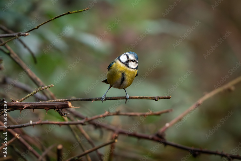 Fototapeta premium blue tit perched on a twig