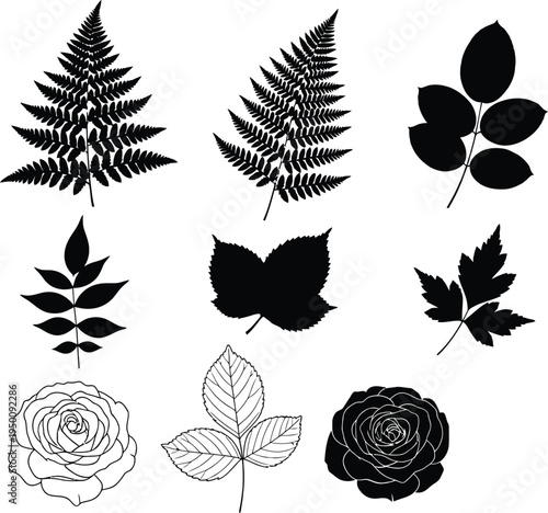 Collection of black and white botanical silhouettes and line leaves and roses leaf fern