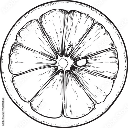 detailed black and white outline drawing of a fresh lemon slice, ideal for citrus and beverage illustrations