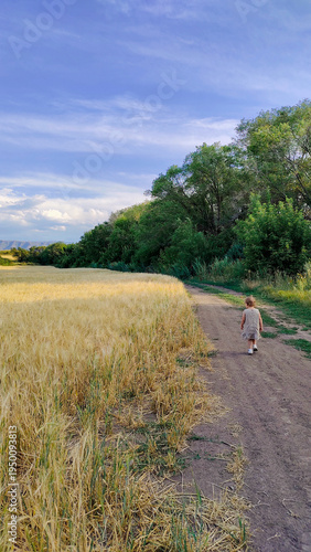 A little girl walks along a field road next to a field of yellow ripe wheat in summer, with blue sky and green trees in the background.