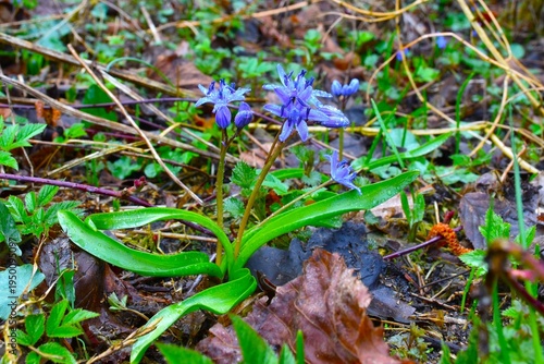 Photography Blue two-leaf squill (Scilla bifolia) spring flowers
