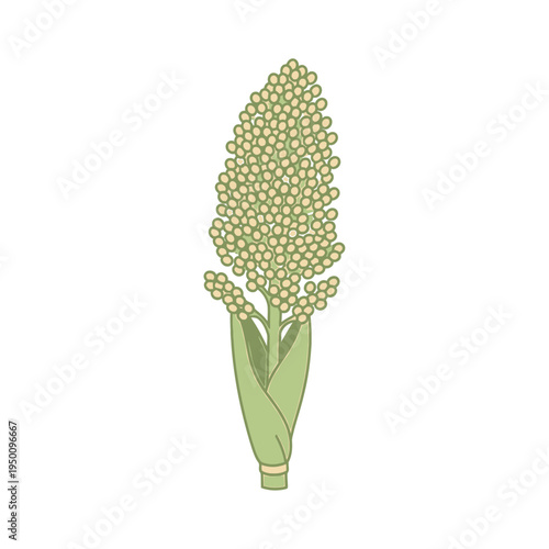Sorghum Plant with Seeds Isolated on White vector illustration