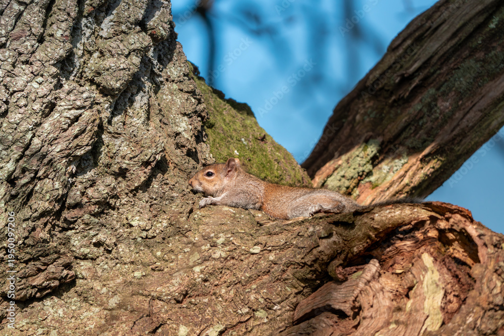Fototapeta premium squirel sunbathing on a tree