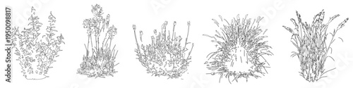 Vector set of ornamental grasses in elevation view for architectural drawings	
