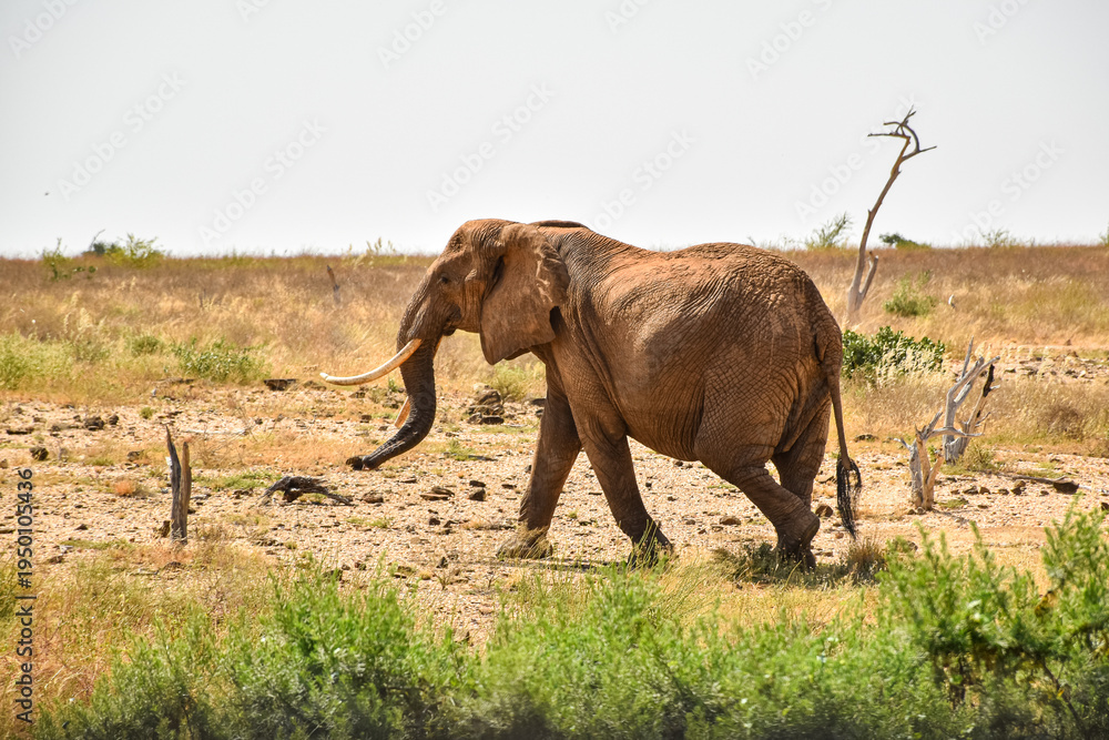 Fototapeta premium African elephant walking in dry savanna landscape