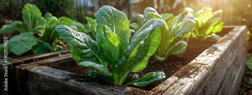 Panel kuchenny z motywem Vibrant green leafy vegetables thriving in a rustic wooden raised garden bed under warm morning sunlight, showcasing healthy organic growth and sustainable gardening practices
