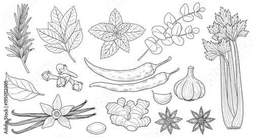 Hand-drawn set of culinary herbs and spices includes rosemary mint garlic chili and cinnamon for a fresh and aromatic kitchen theme design.