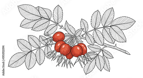 Detailed botanical illustration of a rose hip branch with ripe red berries and leaves executed in a traditional woodcut engraving style.