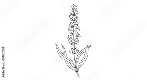 Delicate hand drawn illustration of a lavender flower stalk with leaves showing fine details in a botanical line art style for therapy.