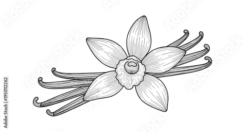 Detailed hand drawn botanical illustration of vanilla orchid flower with several vanilla seed pods in vintage woodcut or engraving style.