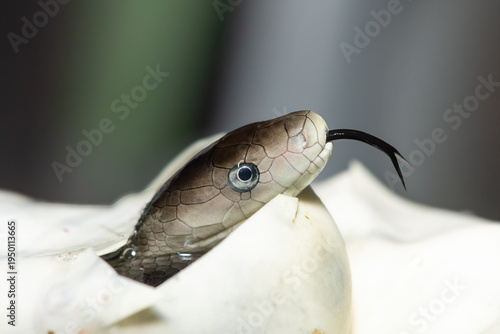 The feared black mamba (Dendroaspis polylepis) hatching from the egg - Africa’s gorgeous but deadly venomous snake