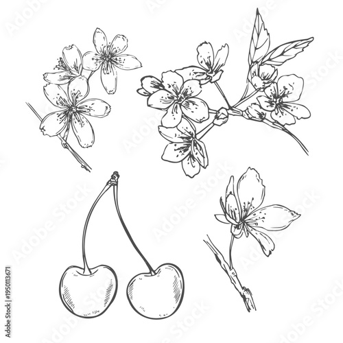 Spring blooming composition with cherry, almond or pear tree flowers and leaves vector isolated illustration. Monochrome blossom plant painted by black ink.