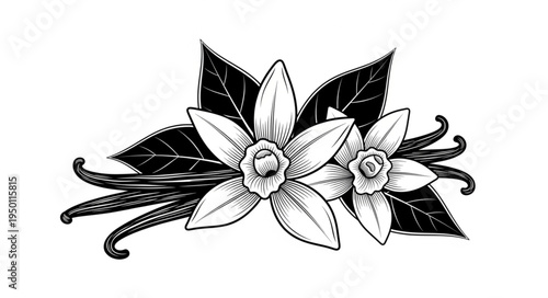 Vanilla Flowers and Pods - A Detailed Botanical Illustration.