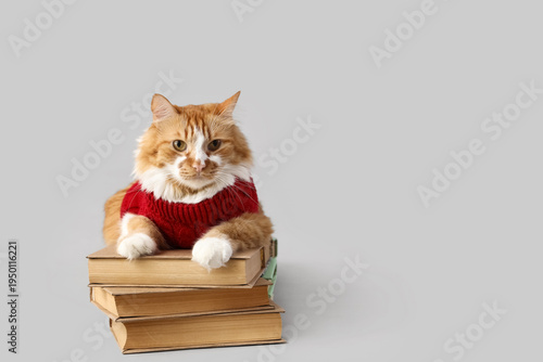 Cute cat in sweater with bo...