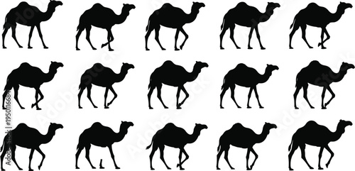 Camel silhouette set walking desert animal wildlife dromedary caravan travel nature vector illustration collection isolated