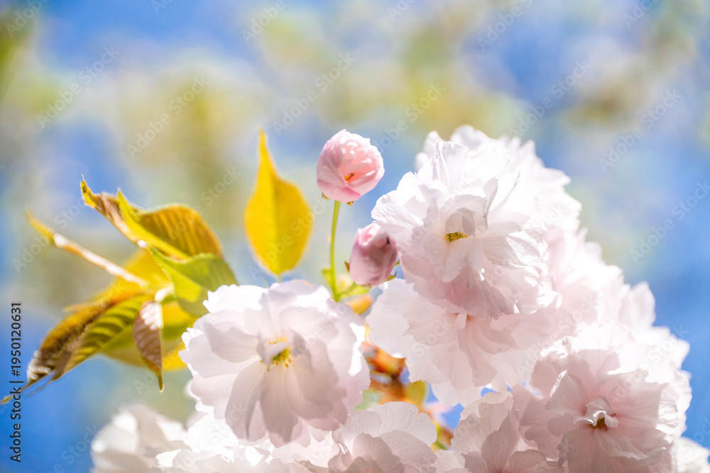 Obraz premium 満開の桜