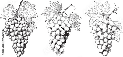 elegant black and white outline drawing of a fresh grape bunch, ready for wine and fruit branding