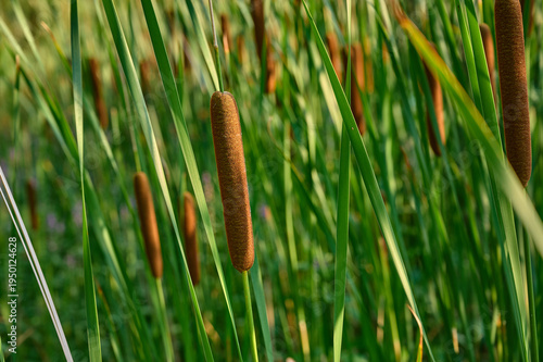 Cattail(Typha angustifolia) in marshy habitat.
