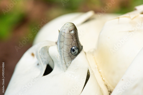 Fényképezés The feared black mamba (Dendroaspis polylepis) hatching from the egg - Africa’s
