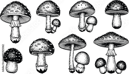 Detailed botanical mushroom illustration with vintage hand drawn forest fungi vector