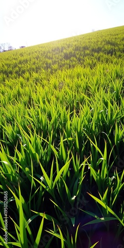 Vibrant green meadow bathed in soft sunlight, perfect for nature or agricultural themes, agriculture, landscape