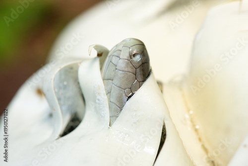 Cuadro en lienzo The feared black mamba (Dendroaspis polylepis) hatching from the egg - Africa’s