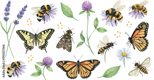 Pollinator insects and wildflowers collection with bees butterflies moths lavender clover and daisy botanical nature vector illustration set