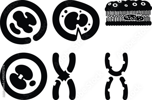 Cell Biology Icons: Chromosomes Cell Membrane NucleusVector Graphics
