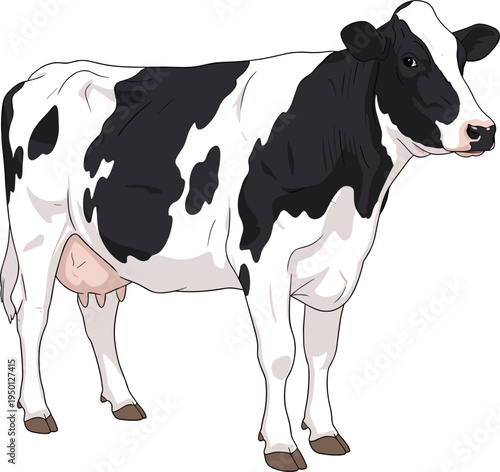 Holstein Dairy Cow Farm Animal Illustration with Black and White Cattle Standing Isolated Representing Livestock, Agriculture and Milk Production Vector Design