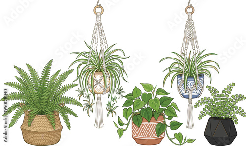 Indoor Houseplants Collection with Hanging Macrame Planters, Fern, Spider Plant, Pothos, and Decorative Potted Plants for Home Decor, Botanical Illustration, and Interior Design