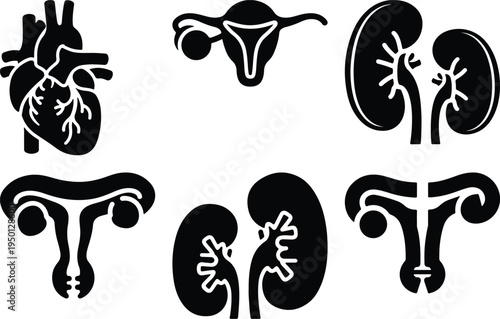 Human Anatomy Icons: Heart Kidneys Uterus OvariesMedical Clip Art Set