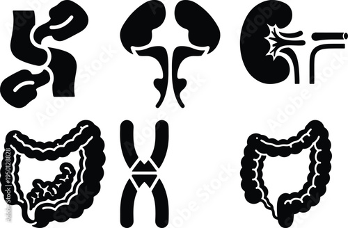 Human Anatomy Icons: Kidneys Intestines Chromosomes and MoreVector Set