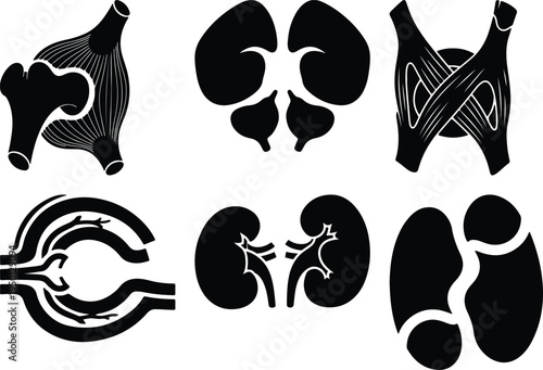 Human Anatomy Icons Set: Bones Muscles Kidneys Lungs and Blood Vessels