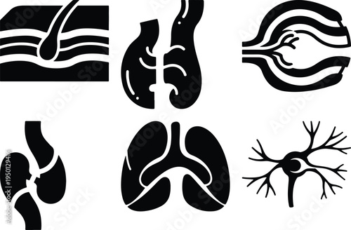 Human Anatomy Icons Set: Skin Lungs Heart Brain Kidneys Blood Vessels Stock Illustration