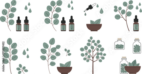 Eucalyptus plant collection with leaves branches essential oil bottles herbal medicine flat vector illustration set