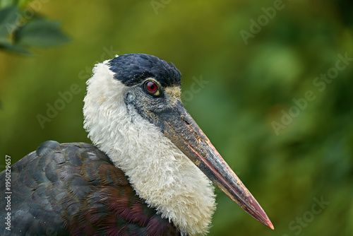 Asian Woolly-necked Stork Portrait in Tropical Wetlands