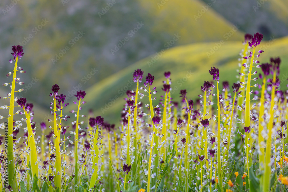 Naklejka premium Carrizo