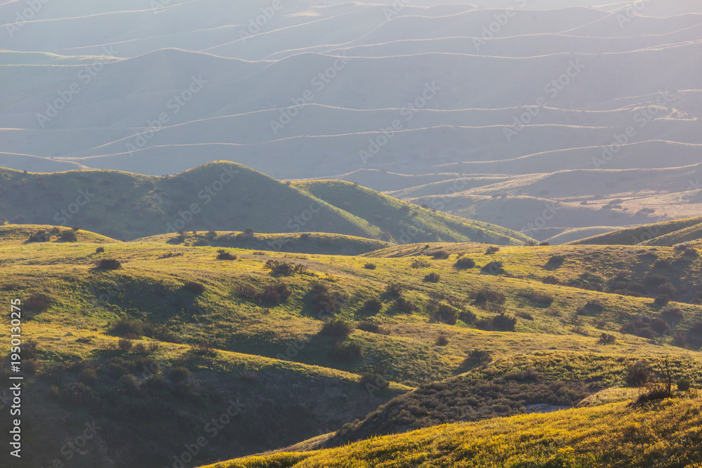 Naklejka premium Carrizo