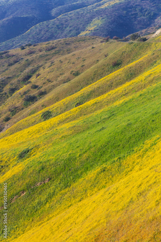 Naklejka premium Carrizo