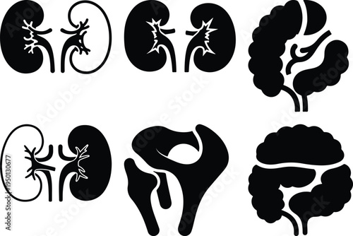Human Kidney Cross Sections and Pelvis Bone Anatomy Icons Medical Illustrations Stock Graphics