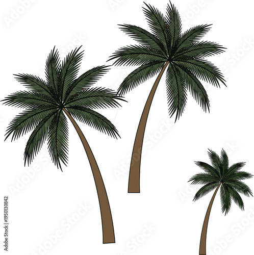 Tropical Palm Trees Collection Illustration Exotic Coconut Tree Set for Summer Beach Landscape, Island Vacation and Nature Botanical Design