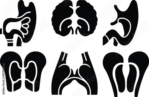 Human Organ Icons Collection: Brain Stomach Kidneys Lungs Adrenals LiverStock Icons