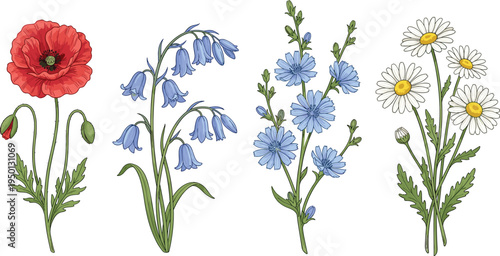 Wildflower Botanical Illustration Collection with Red Poppy, Bluebell, Chicory, and White Daisy Flowers Isolated for Garden Design, Floral Prints, and Nature Inspired Projects