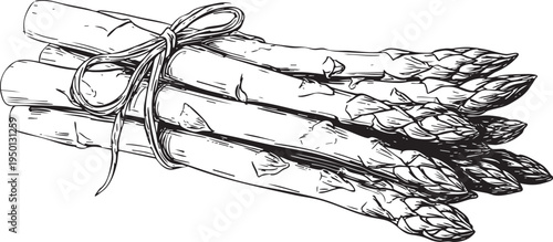 minimalist black and white outline drawing of fresh asparagus stalks, perfect for gourmet and healthy vegetable designs
