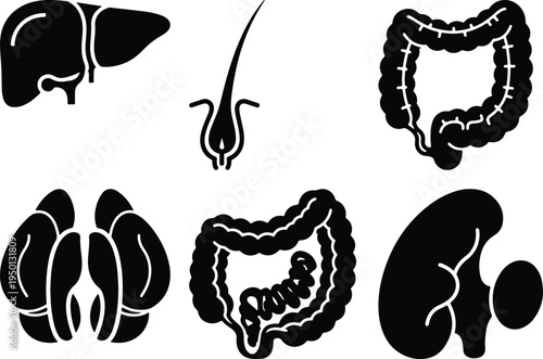 Human Organs Set Icons: Liver Intestines Kidney Hair Follicle Brain Stock Icons
