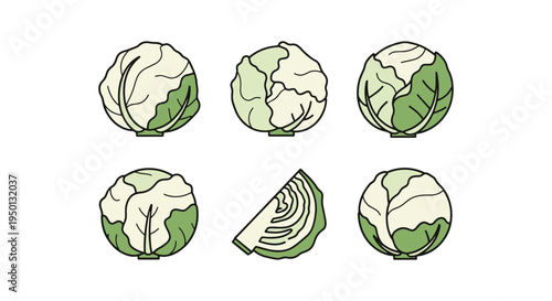 White Cabbage Line art vector soft vibrant abstract tone illustration